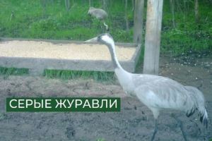 В Пензенской области в заказнике обнаружили краснокнижных птиц