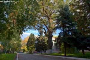 Пензенский дуб-гигант может стать лучшим деревом России