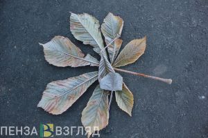 В соседнем с Пензенской областью регионе ввели режим ЧС из-за заморозков