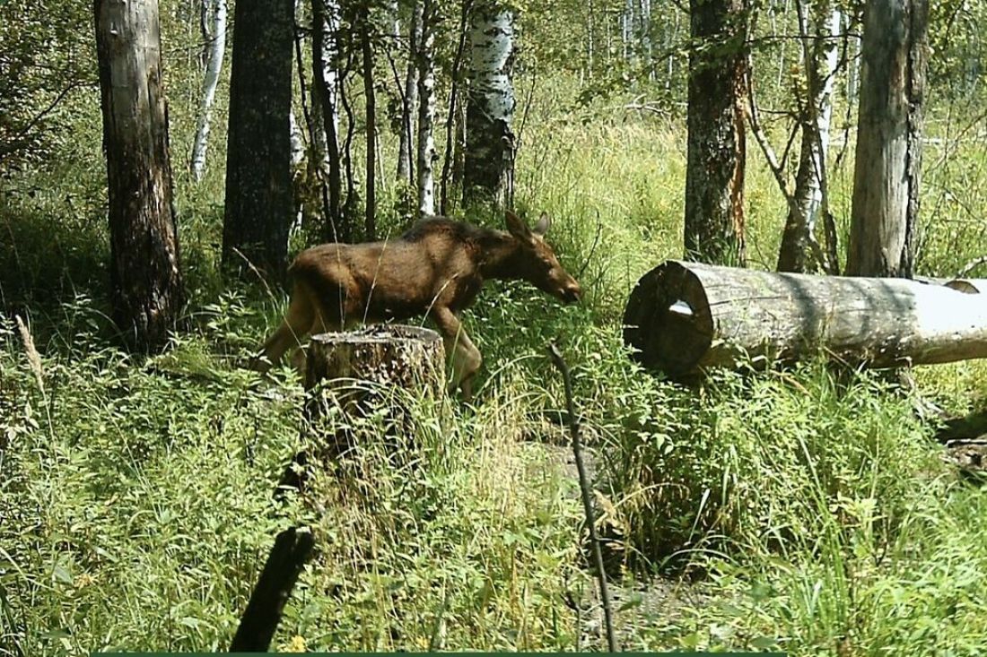 В Пензенской области для подкормки животных приобрели 3 тонны соли