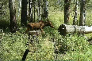 В Пензенской области для подкормки животных приобрели 3 тонны соли