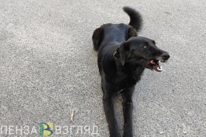 В Пензенской области выявили три случая бешенства среди животных