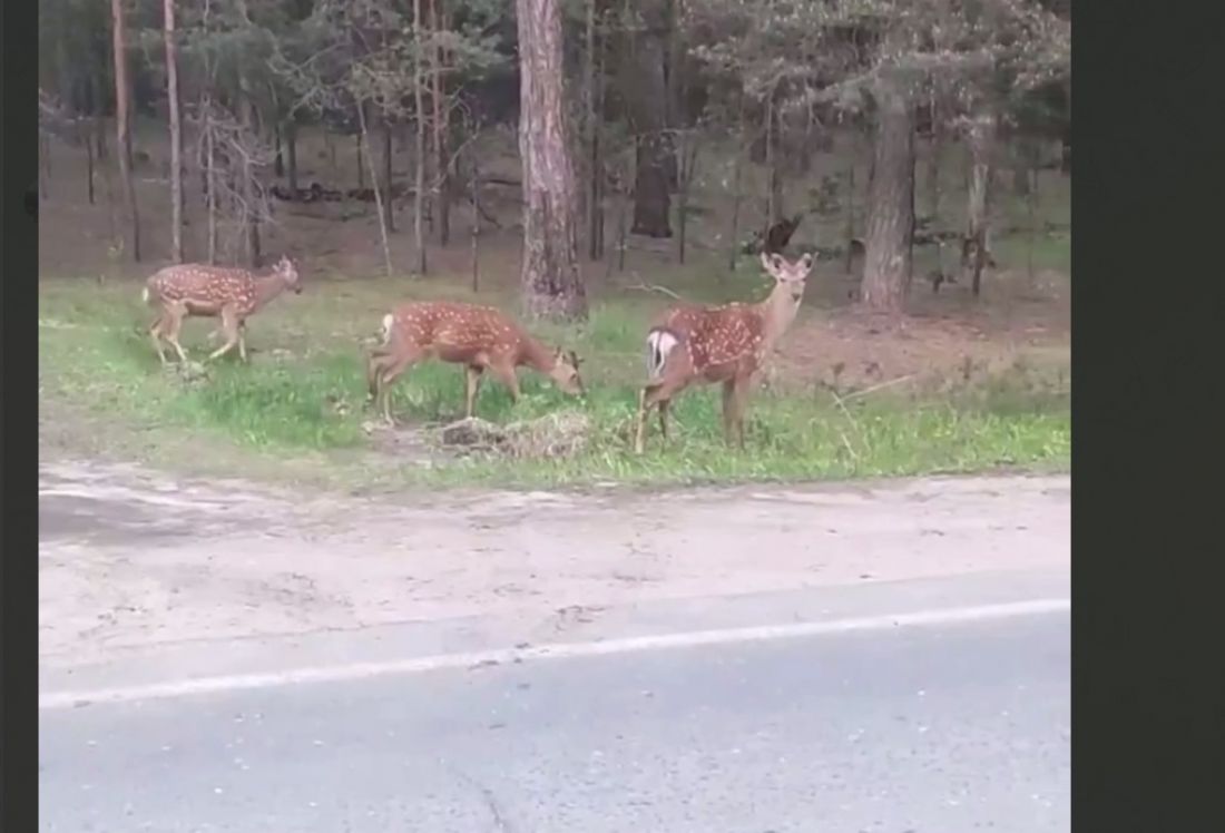 В Пензенской области на видео сняли трех пятнистых оленей