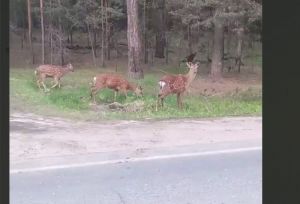 В Пензенской области на видео сняли трех пятнистых оленей