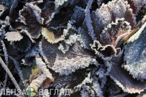 Пензенцам обещают заморозки 16 и 17 мая