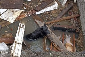 В Пензе спасатели помогли собаке, которая упала в яму с водой и могла утонуть