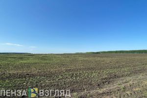 С 16 мая в Пензенской области действует режим ЧС из-за гибели посевов