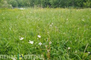 С пензенцев сняли 51 клеща, зараженного смертельно опасной болезнью