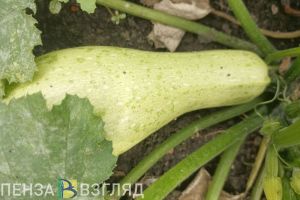 Депутаты решили проверить, как пензенские садоводы используют землю