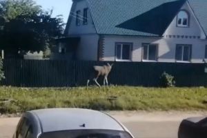 Последний звонок, путевки в детские лагеря, потерявшийся в Терновке лосенок – новости Пензы и области за 24 мая