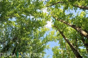 В Пензе сквер «Семейный» расширят до парка и благоустроят