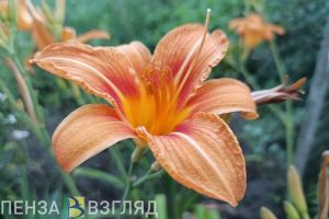 Пензенцам объяснили, как отличить аллергию от простуды