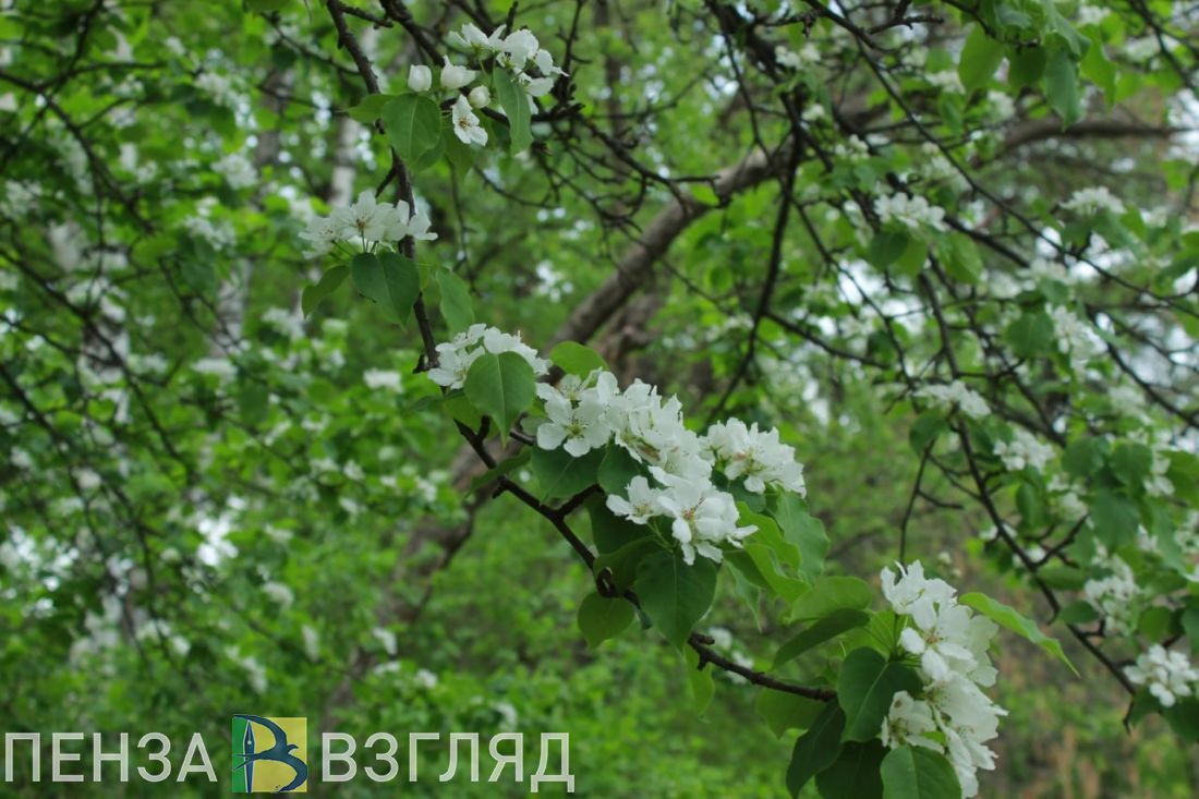 В сквере в районе 1-го проезда Мозжухина заменят погибшие саженцы