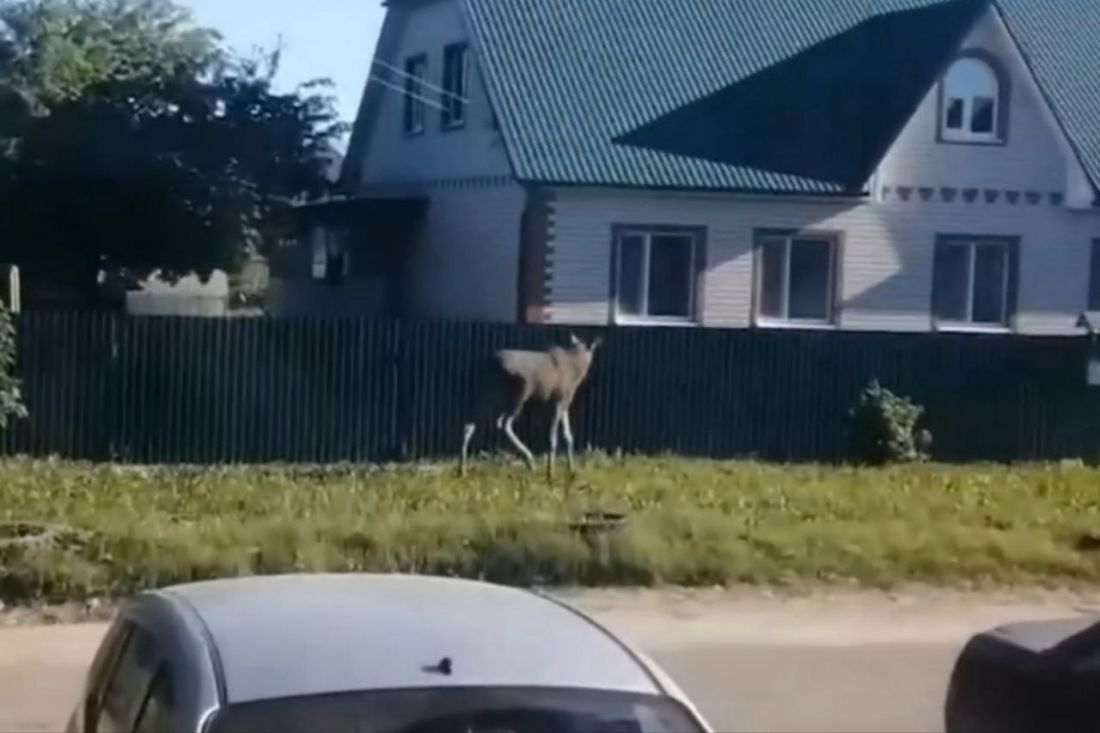 В Пензе заблудился лосенок