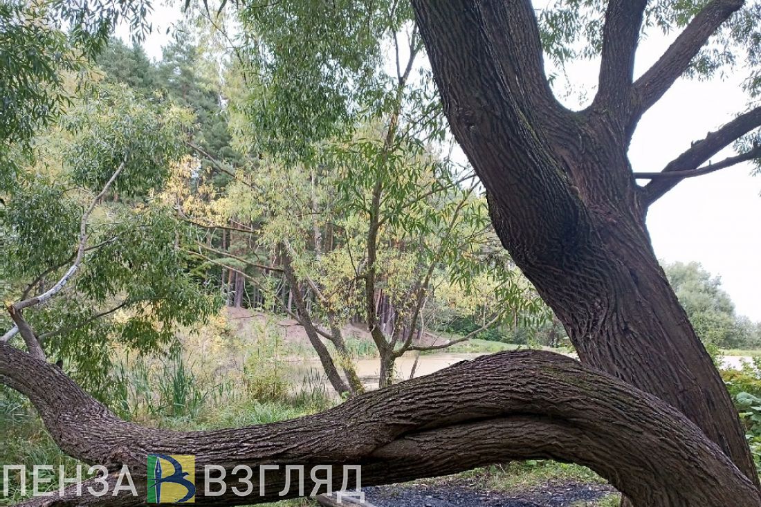 Полицейские разыскивают очевидцев ДТП со сбитым пензенцем