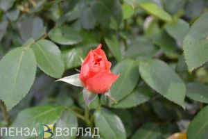 В Пензенской области в воскресенье ожидается +27 градусов
