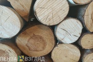 В пензенском УКС рассказали, какие деревья вырубят в сквере «Семейный»