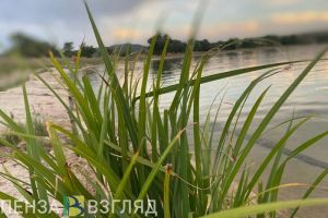 Опубликован список пензенских пляжей, где разрешено купаться летом