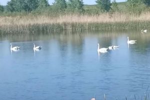 Стаю из 11 лебедей сняли на видео в Пензенской области