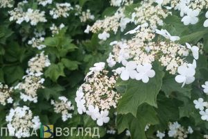 До 20 тысяч рублей: пензенцев хотят штрафовать за уничтожение зеленых насаждений