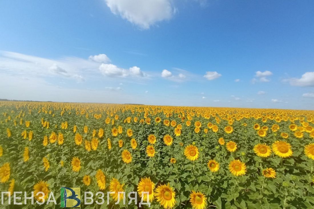 32-градусная жара, список мест для купания и спасение ребенка: новости  Пензы и области за 29 мая