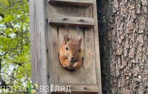 Пензенцам рассказали, чем могут быть опасны белки