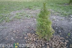 В Пензенской области с конца апреля до середины мая посадили 295,7 га деревьев