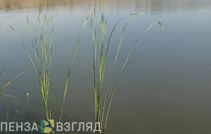 Строительные работы вблизи водоема в Пензе вызывают вопросы
