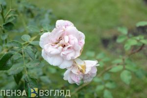 2 июня в Пензенской области прогнозируется до +30 градусов
