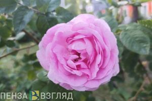 Иванкова рассказала пензенцам о погоде на первой рабочей неделе лета
