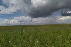 Вильфанд спрогнозировал погоду и рассказал об отрицательной аномалии
