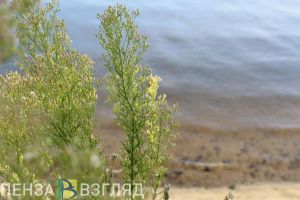 В 2024 году на экологию в Пензенской области выделили более 158 миллионов рублей