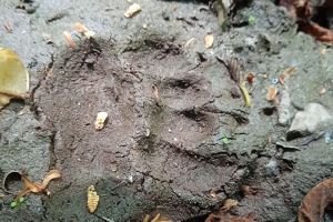Соцсети: в Бессоновском районе местные жители заметили следы медведя