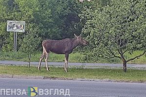 В Заречном сняли на видео лося, пришедшего «за водой» к киоску