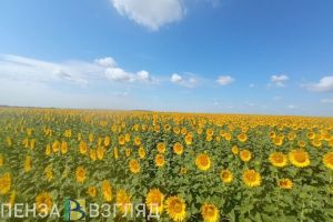 В Пензенской области прогнозируются второй и третий классы пожарной опасности
