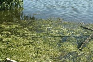 В Пензенском районе организована проверка после обнаружения тела мужчины в водоеме