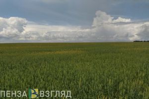 В Пензенской области от клещей пострадали более 500 человек