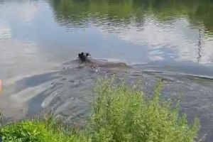 В Пензе спасли забежавшего в город лося