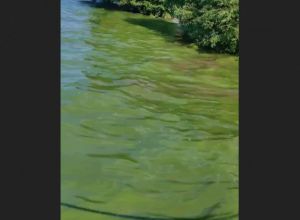 Пензенцы сняли на видео позеленевшую воду в Сурском море