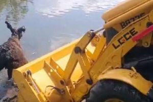 Появилось видео спасения лося из очистных сооружений Пензы