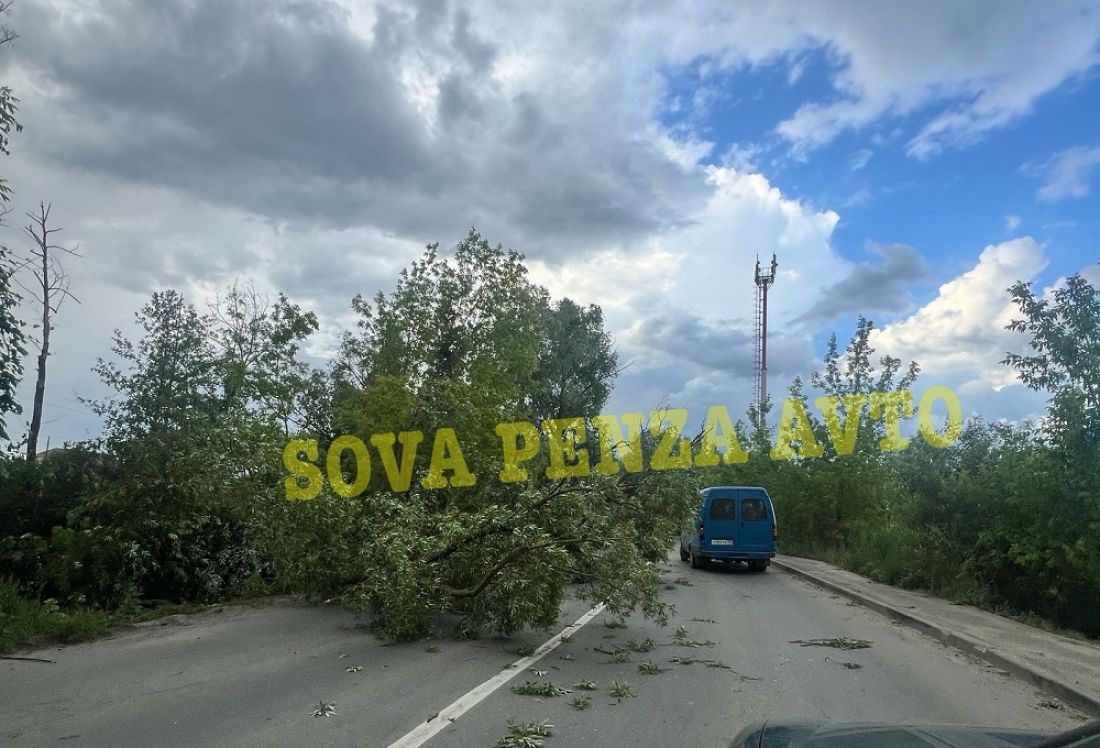 На Барковке из-за упавшего дерева затруднен проезд