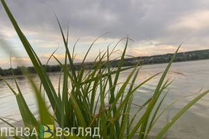 Из-за двух сомов житель Шемышейского района оказался на скамье подсудимых