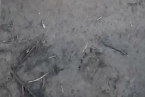В Кузнецком районе обнаружили следы медведей