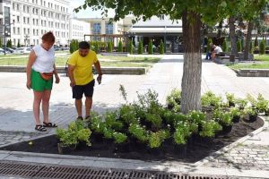 В Пензе реализуют пилотный проект по озеленению Московской улицы