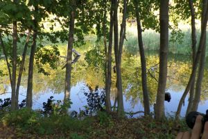 В Пензенской области с 1 июля открывается сезон охоты на кабана