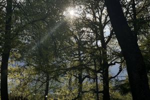 Пензенцам напомнили правила охоты на кабана