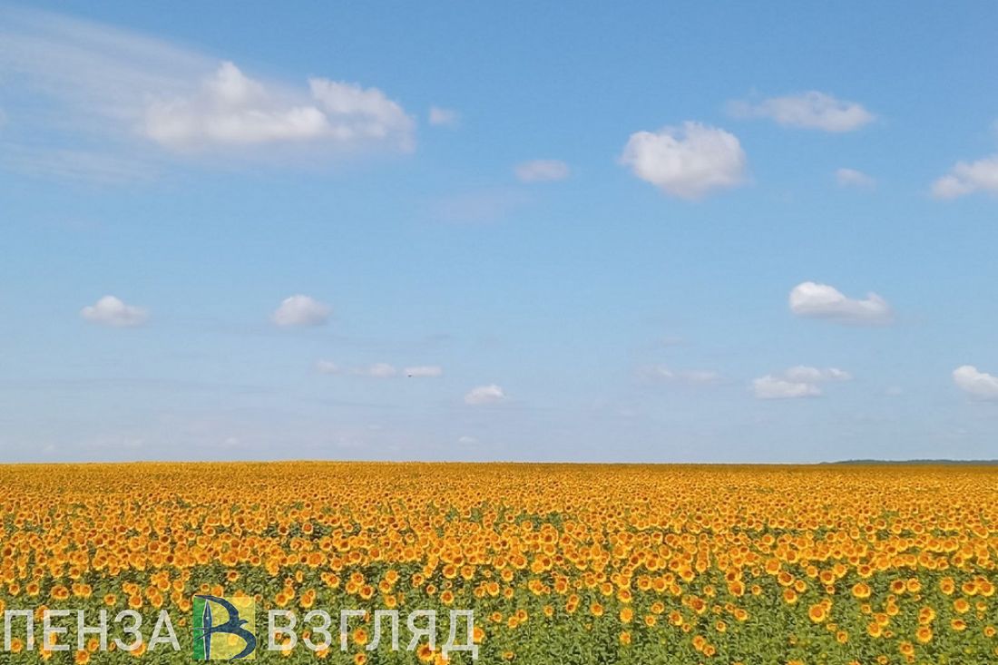 В Пензенской области 2 июля ожидается 34-градусное пекло