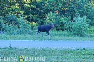 В Пензенской области был замечен бешеный лось