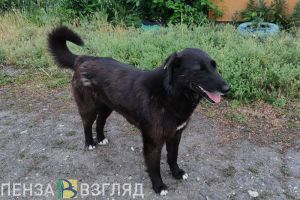 В Сердобске назвали число отловленных в 2024 году бродячих собак