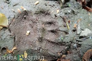 Жители Пензенской области узнали, сколько медведей обитает в лесах региона